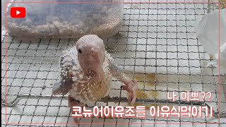 코뉴어 이소와 앵무새 이유식 제품설명