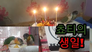 Cake 먹는 앵무새들!(코뉴어/검은머리카이큐)