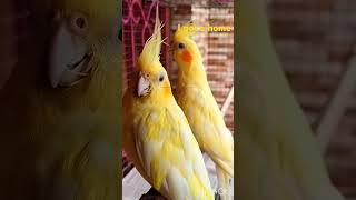 Welcome  #birds #cockatiel #nature #naturelovers #birdslovers