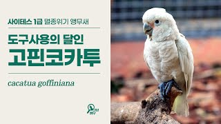 침팬지도 놀란 천재 앵무새 | 사이테스1급 고핀코카투(Cacatua goffiniana)