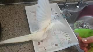 봄 맞이 목욕하는 왕관앵무 사랑앵무~