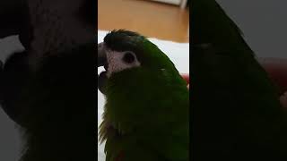 #깜짝놀란 앵무새#새가 놀라면