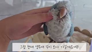 입양 된지 하루만에 겨드랑이 하는 천재 앵무새 뚜이!