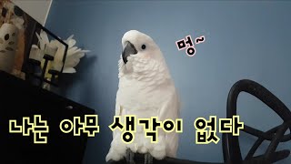 세상에서~?제일 조용한 코카투(앵무새) 여기있어요~♡