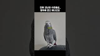 앵무새 센스 뭐냐고요... / #shorts #말하는앵…