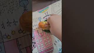 오늘도 애교쟁이 하나 #노란머리카이큐 #카이큐 #앵무새…