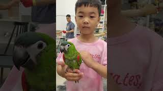 부끄럼쟁이 마카우