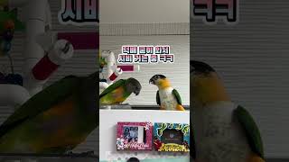 나는 형아가 좋은데 형아는까칠해요 #parrot #세네…