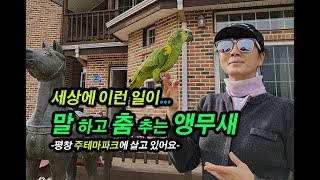 말하고 춤까지 추는 앵무새 보세요 ㅡ평창 ZOO테마파크에서[선구자방송]