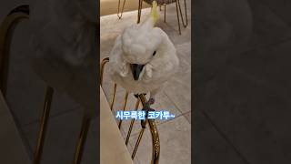 코카투에게 누가 뭐라고 했나요?~  #시무룩한 #morose #코카투 #cockatoo #앵무새 #parrot #bird