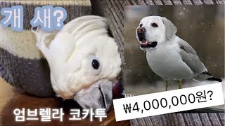[앵무새도감] 엄브렐라 코카투 알고 싶어? #개새