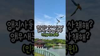 앵무새 키우는 사람들은 만나서 어떻게 산책해? #앵무새…