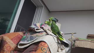 귀농귀촌 앵무새 놀아주기 Playing parrots in returning to farming and rural areas.