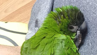 공서연(앵무새)한스마카우.잠투정.앵무새 소음.2020.11.29