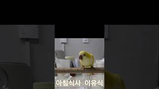 김하늘 아침이유식 @#하늘이#루티노퀘이커 앵무# 말하는 앵무새 #구독 좋아요 