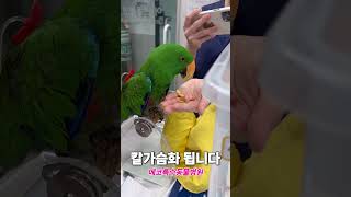 겨울철 앵무새 건강체크 방법 공개! #에코특수동물병원 #에코동물병원 #앵무새병원 #앵무새키우기 #앵무새바디스코어