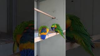 오색 청해 앵무C새장 안을 청소 해야 는데 애들이 날라 다녀서 ㅠㅠ