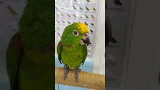 진영 앵무새마을 앵무새 카페 옐로우 크라운 아마존 터치…