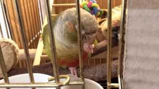 noodle stick holic parrot 국수 홀…