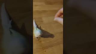 앵무새 훈련   #앵무새 #훈련 #코뉴어 #앵무새훈련 …