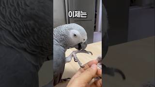 힐링되는 앵무새 털고르기  회색앵무 잠바