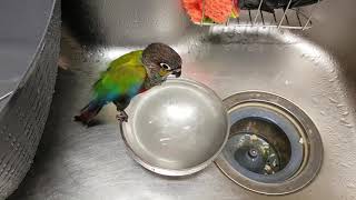 크림슨 벨리드 코뉴어 앵무새 목욕