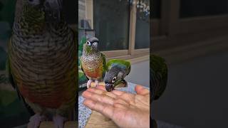 코뉴어앵무새#하랑이#하봉이#밥많이먹어#아무도몰라줘도#김대관