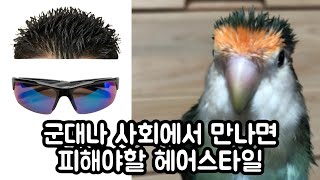 [모란앵무] 모히칸 머리를 한 뚜빙이 | I'm a bad guy (duh!)