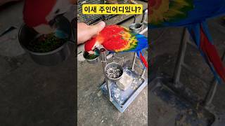 이새 주인 어디 있나? 얼마에 팔지? #앵무새 #애완동물 #새 #시장 #할인정보