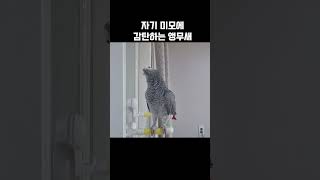 자기 미모에 감탄하는 앵무새ㅋㅋㅋㅋ / 회색앵무 랄라 …