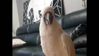 네~대답하는 유황앵무/코카투/cockatoo