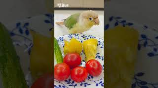 내 저녁 고구마 뺏어먹는 라떼 #shorts #코뉴어 #고구마 #럭키라떼