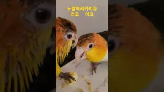 카이큐앵무새 사과 먹방 #asmr