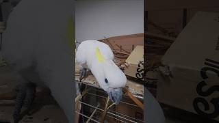 귀농귀촌 앵무새 소개