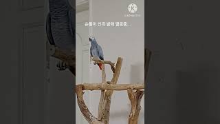 순돌이의 신곡 발매 열공중...