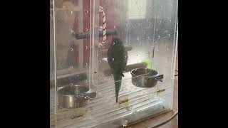 한스마카우 앵무새와 함께 노래해요