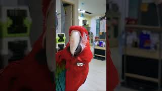 자꾸 약올리는 아빠한테 복수하기 #shorts