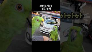 푼수처럼 웃는 앵무새 약올리는 #아랑이 #하하하 #pa…