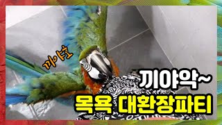 앵무새들은 목욕을 어떻게 하냐구요? 각자의 성격이 보이는 대환장파티 / 쿠키영상있어요~♡
