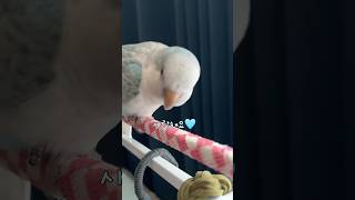 꾸꾸도 누나가 사랑하는 거 알아요~ #퀘이커앵무송꾸꾸