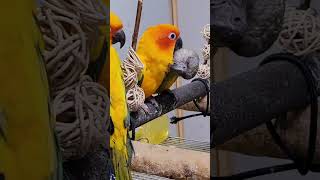 쟈딘앵무, 썬코뉴어, 세네갈