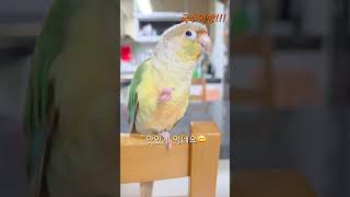 앵무새럭키라떼국수먹방 #shorts #코뉴어 #parr…