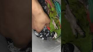 Guacamaya Ara Severa jugando