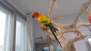 20171210 썬코뉴어 소음이 이 정도