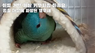 나는 앵무새를 키울 수 있을까? 앵무새를 키우기 전 고려해야 할 것들(2)