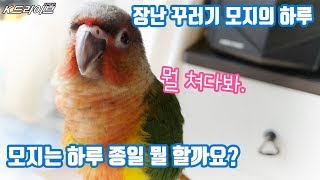 귀여운 모지의 일상 - 모지는 하루 종일 뭐하면서 지낼…