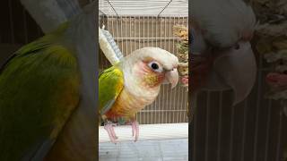 말 많은 앵무새 목청 체감,, #박앵초 #앵무새 #parrot #birds #코뉴어