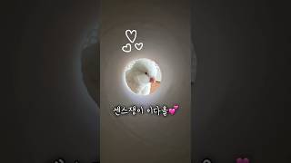 센스쟁이!! 앵무새 이다올 #앵무새 #러블리다다즈 #앵…