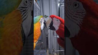 뽀뽀를 잘못 배운 앵무새 커플의 최후 ㅋㅋ #앵무새 #뽀뽀