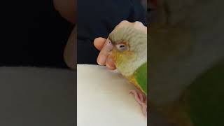 코뉴어 말하는 앵무새